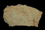 Ordovician Graptolite (Paradelograptus) Plate - Morocco #174334-2